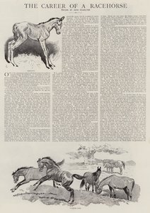 La carriera di un cavallo da corsa